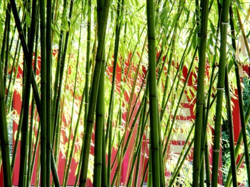 Jardin de bambou