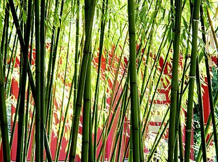 Jardin de bambou