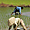 Repiquage dans la rizière sur l'ile de Don Khong