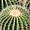 Serre des déserts, echinocactus grusonii