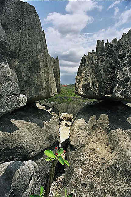 Végétation des Tsingy