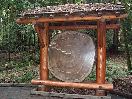 Muir Woods - Vertigo Muir Woods - Vertigo