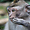 Macaque gris