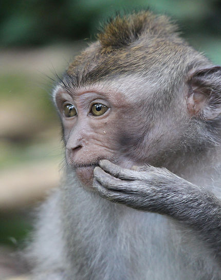 Macaque gris