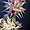 Trifolium stellatum (trèfle étoilé)