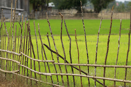 Clôture de champ à Don Khong