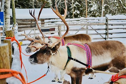 Le renne, Laponie finlandaise