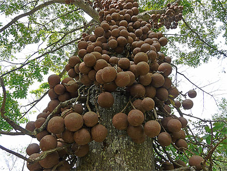 Arbre" à boulets de canon" Arbre" à boulets de canon"