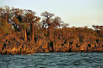 Baobabs et tsingy marin
