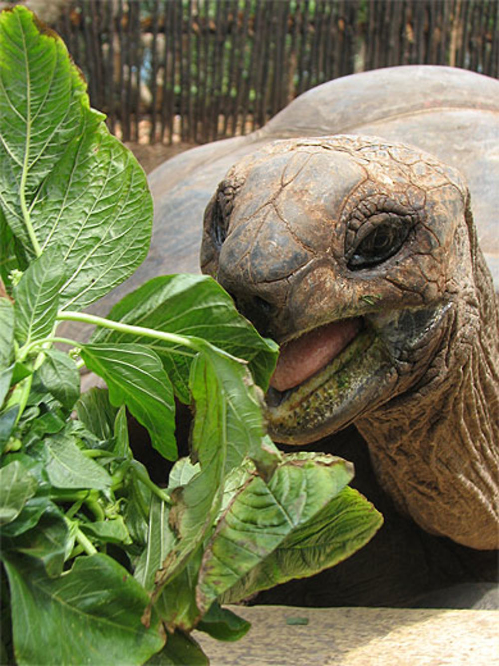 Tortue impressionnante!