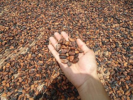 Noyaux de Cacao