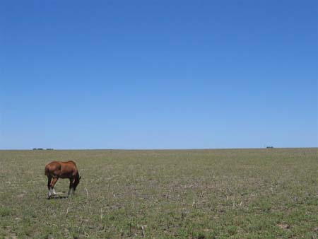 Cheval pampeano Cheval pampeano