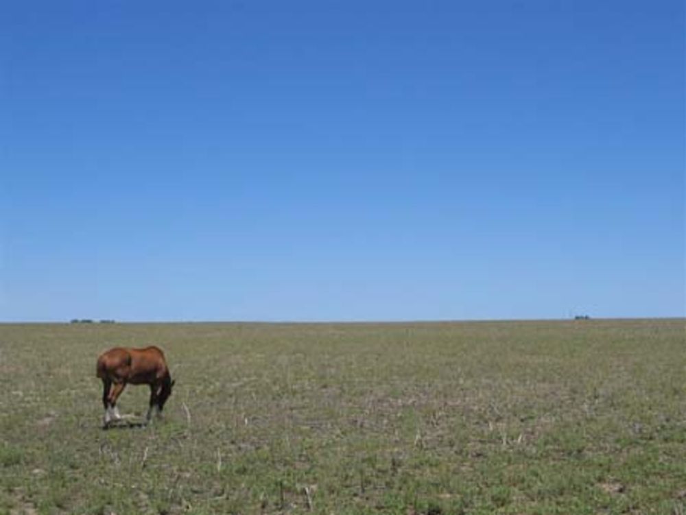 Cheval pampeano