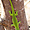 Gecko Mâle