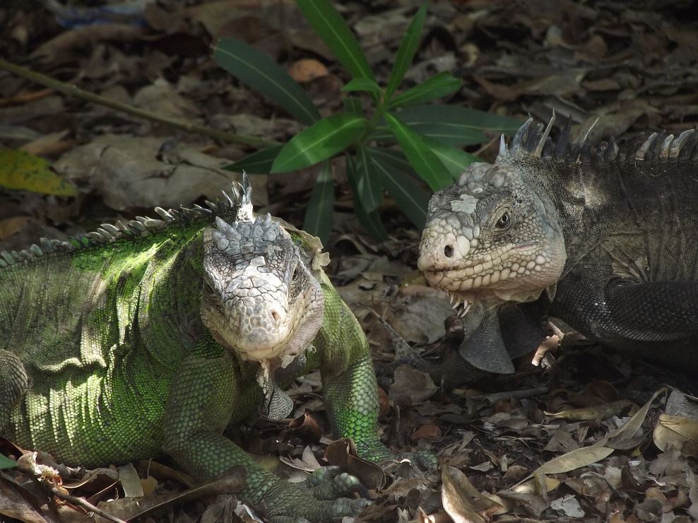 Iguane à l'Ilet Chancel Iguane à l'Ilet Chancel