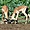 Impalas - Réserve de Zulu Nyala