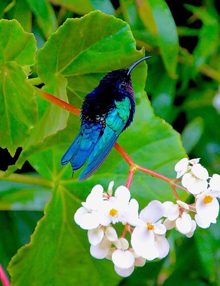 Un colibri du jardin de Balata