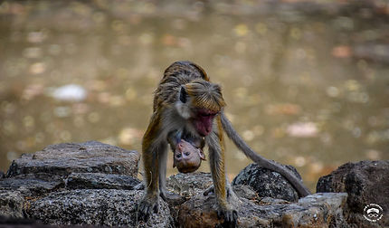 Maman singe et son bébé à Sigiriya