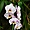 Orchidée jardin de Deshaies