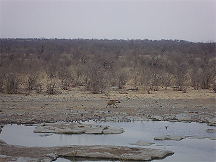 Le point d'eau et la hyène