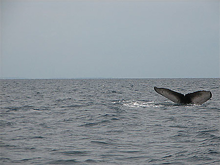 Baleines à bosses à Menai Bay
