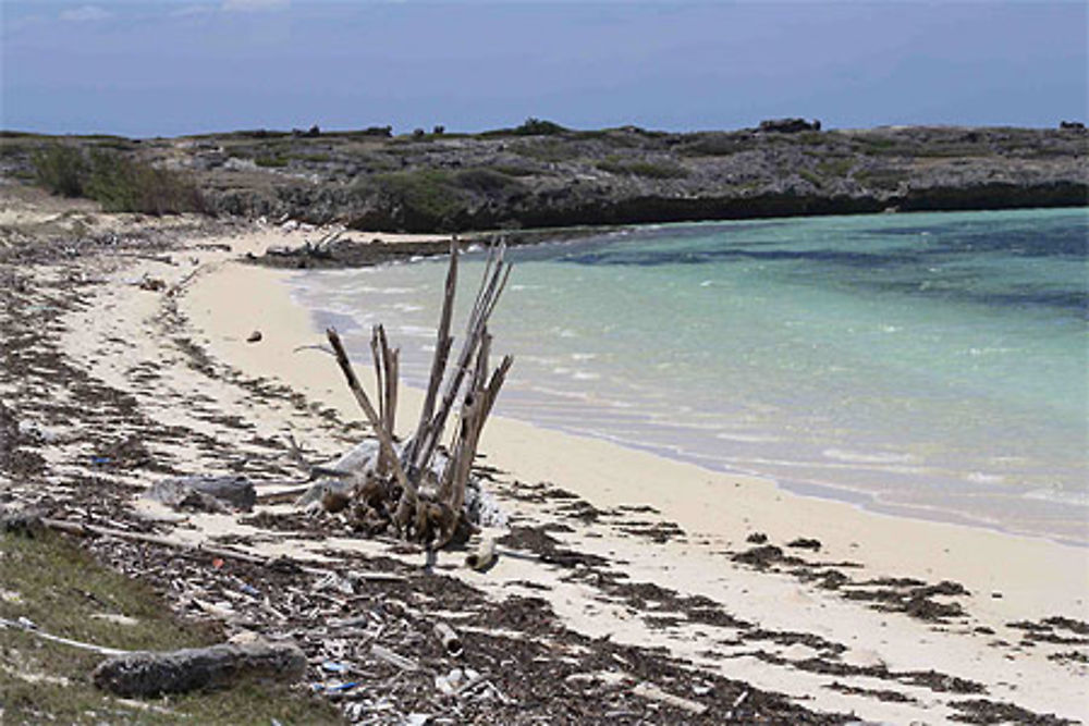 Baie des pigeons