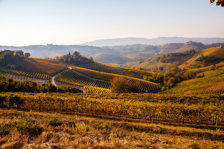 Vignes dorées des Langhe dans le Piémont – Italie