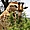 Girafe à Tshokwane