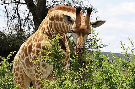 Girafe à Tshokwane