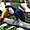 Toucan au Parc aux Oiseaux