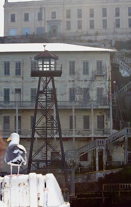 Une mouette surveille Alcatraz 