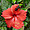 Flore du Sri Lanka