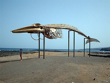 M. et le squelette de la baleine