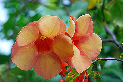 Fleurs de Polynesie