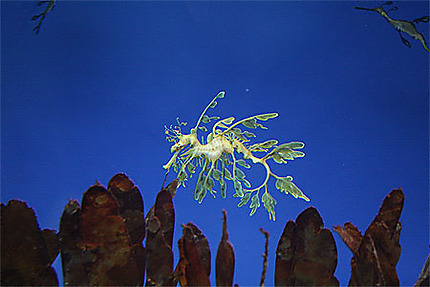 Aquarium de Monterey-Hippocampe