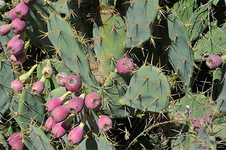 Androy, le "pays des épines" Androy, le "pays des épines"