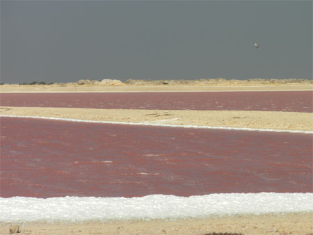 Bonaire Marais Salants Bonaire Marais Salants