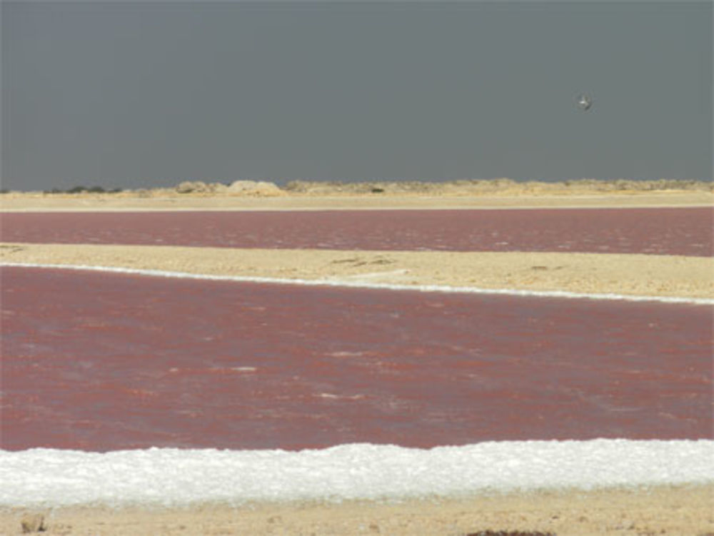 Bonaire Marais Salants