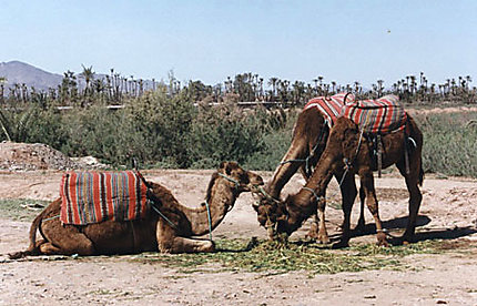 Dromadaires dans la palmeraie de Marrakech