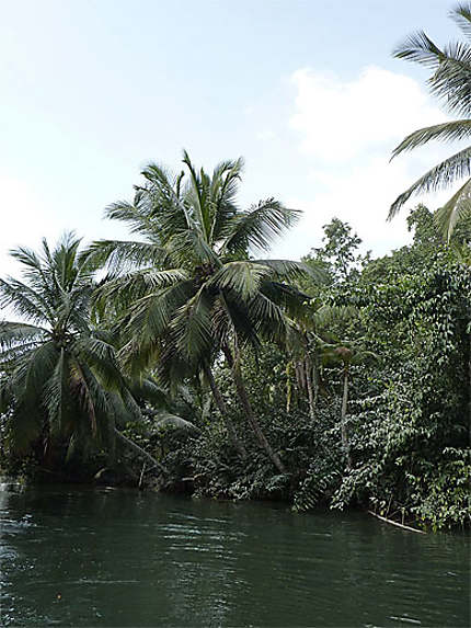 Les palmiers de la rivière moustique