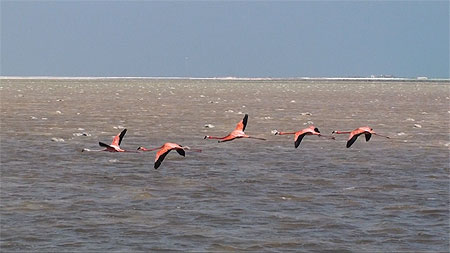 Bonaire Flamand rose Bonaire Flamand rose