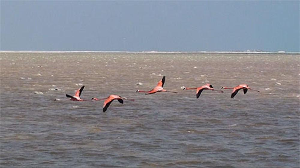 Bonaire Flamand rose