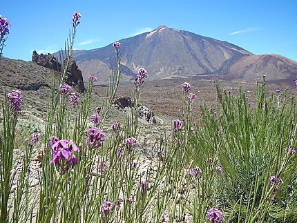 Le Teide vu du Guajara