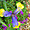 Iris soleil et azur dans les Jardins Claude Monet