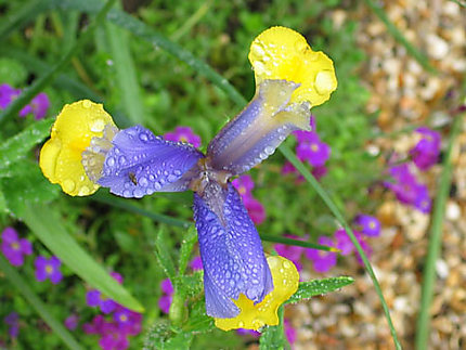 Iris soleil et azur dans les Jardins Claude Monet