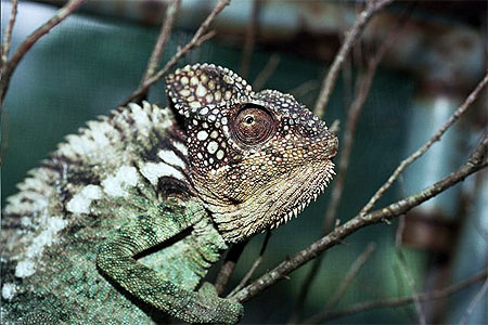Caméléon Caméléon