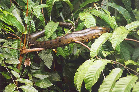 Petit anaconda Petit anaconda