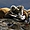 Le phoque et la mouette - Ushuaia