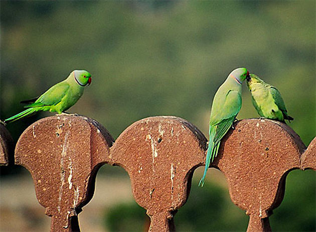 T'as d' beaux yeux, tu sais... : Oiseaux : Animaux : Rajasthan : Inde