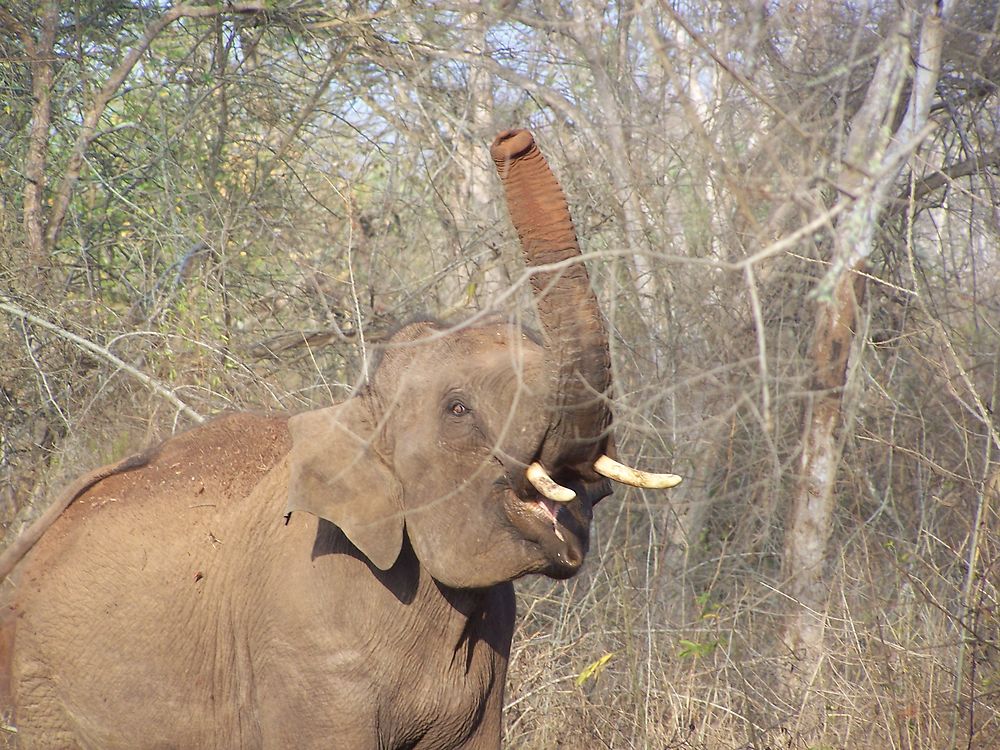 Mudumalai Sanctuary